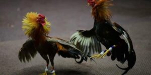 Đá Gà Cựa Dao – Thông Tin Quy Định Và Kèo Phổ Biến