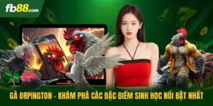 Gà Orpington - Khám Phá Các Đặc Điểm Sinh Học Nổi Bật Nhất