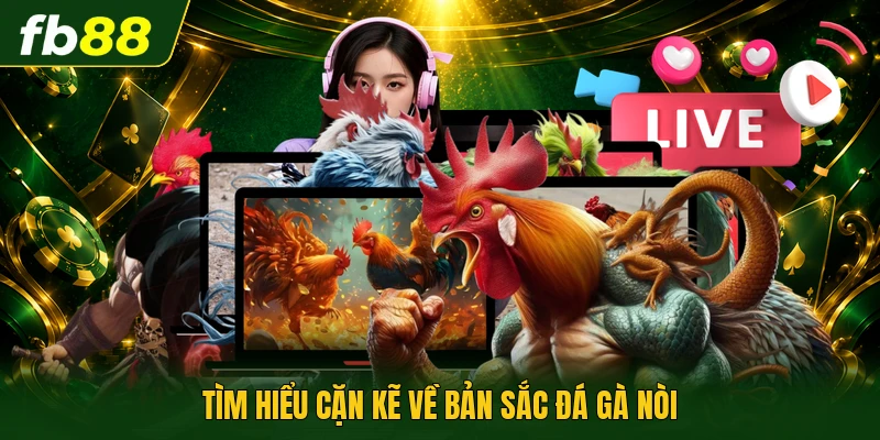 Đá Gà Nòi - Nghệ Thuật Rèn Đúc Của Chiến Kê Đất Việt 1 Tìm hiểu cặn kẽ về bản sắc đá gà nòi