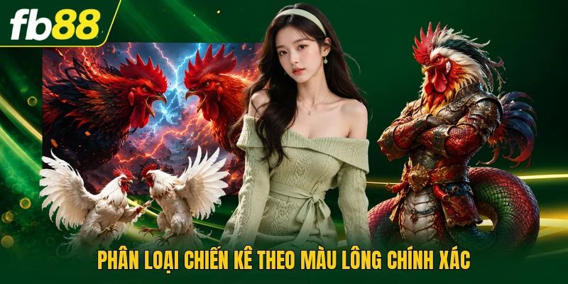 Màu Mạng Đá Gà Và Chiến Thuật Để Chọn Trận Chuẩn Xác 2 Phân loại chiến kê theo màu lông chính xác